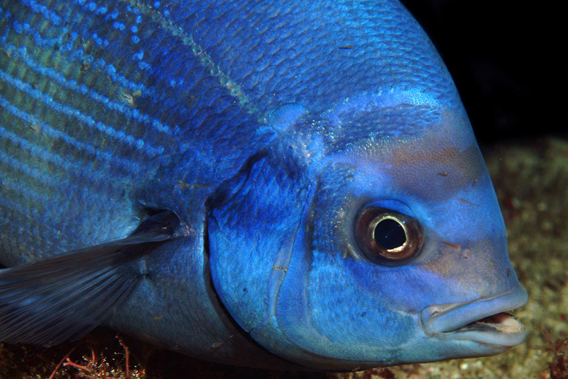 Spondyliosoma cantharus  in riproduzione